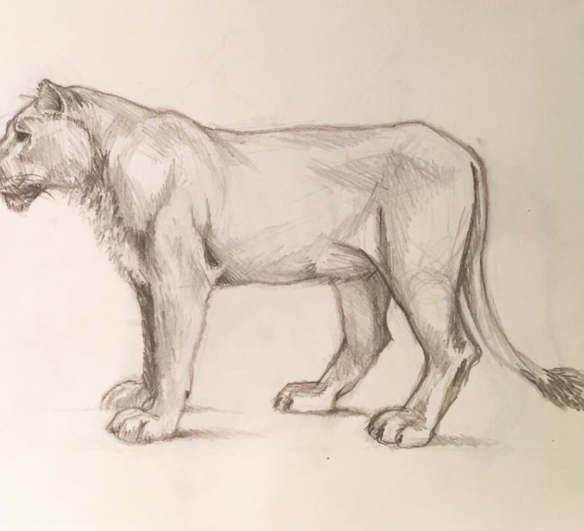 Lioness