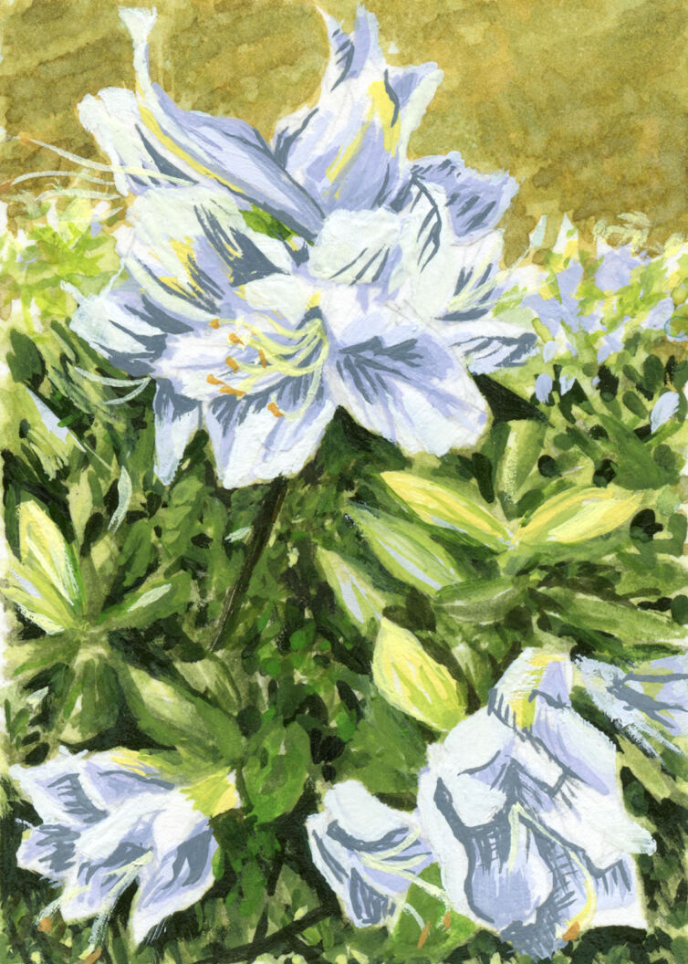 Azalea Series #2