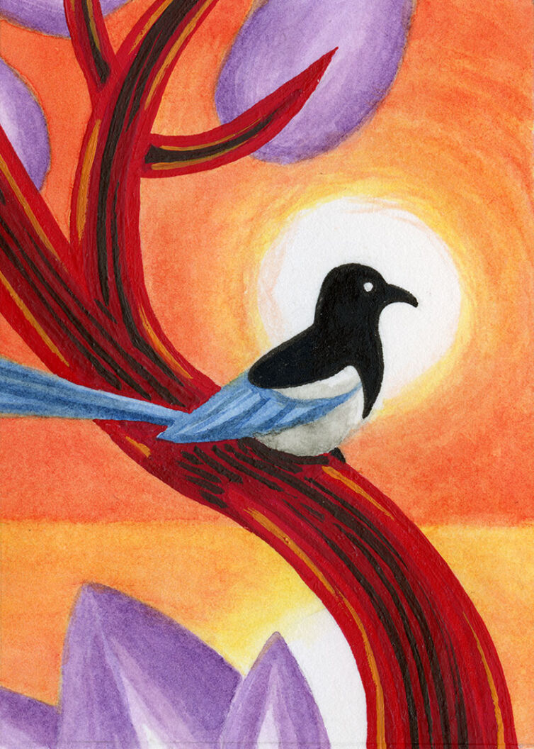 Magpie at Sunset