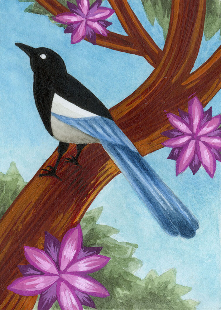 Magpie in Flowering Tree